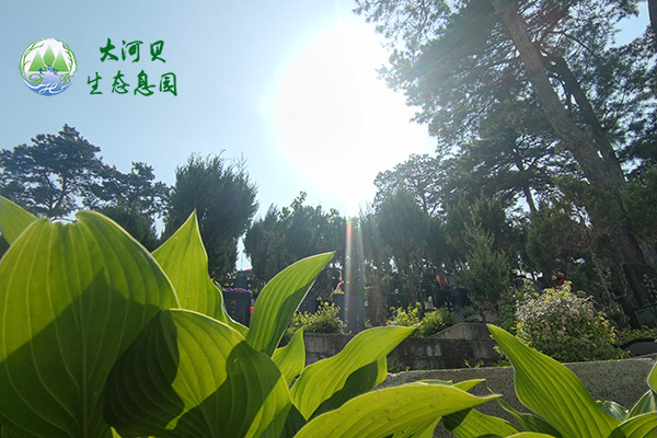 留手機號預約看沈陽公墓與隱私保護指南